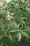 Ohio buckeye